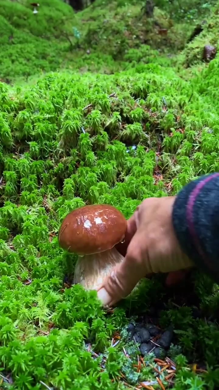 这香菇这场景就像是从动画片里搬出来的一样