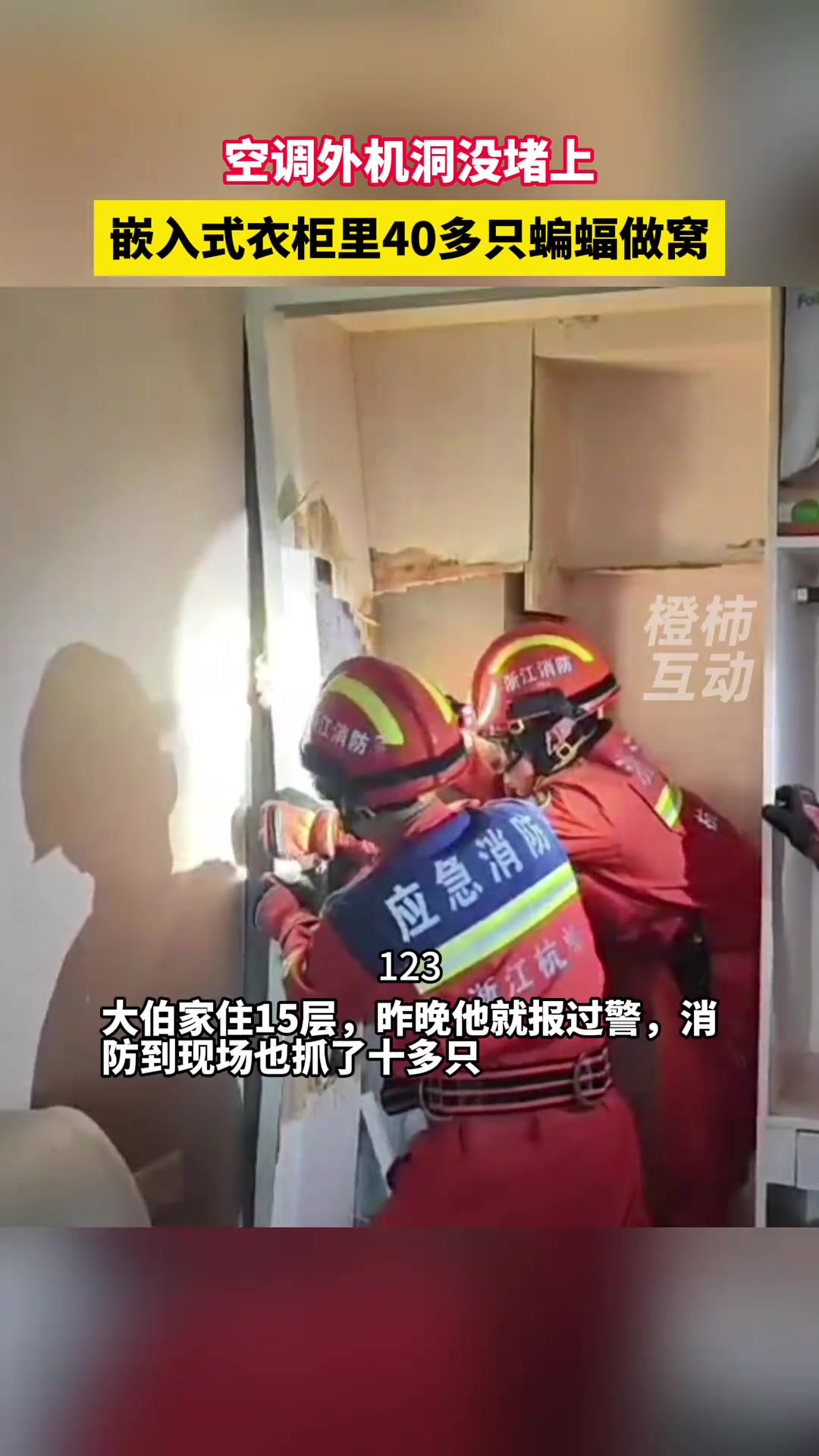 因空调外机洞没堵上，衣柜里藏了40多只蝙蝠做窝！