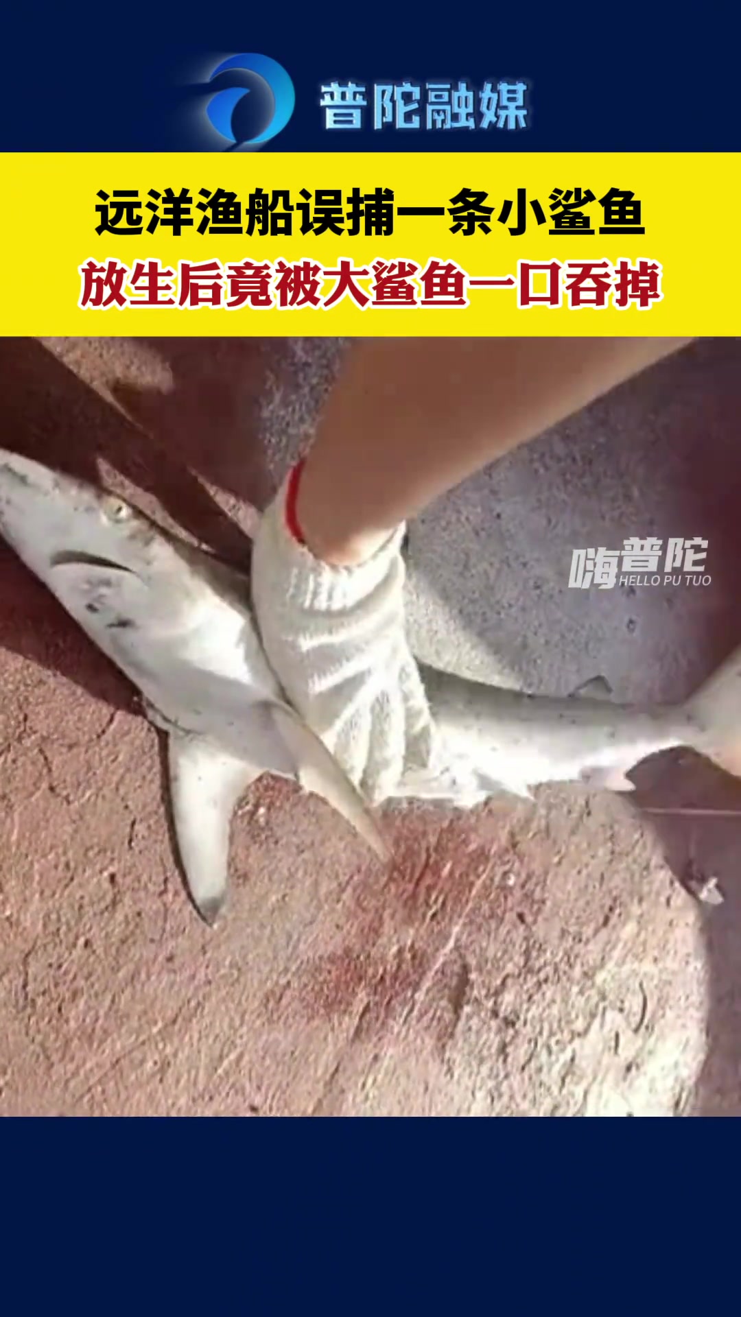 远洋渔船误捕一条小鲨鱼，放生后竟被大鲨鱼一口吞掉