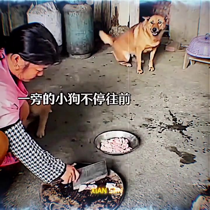 这就是我们的土狗！大黄！