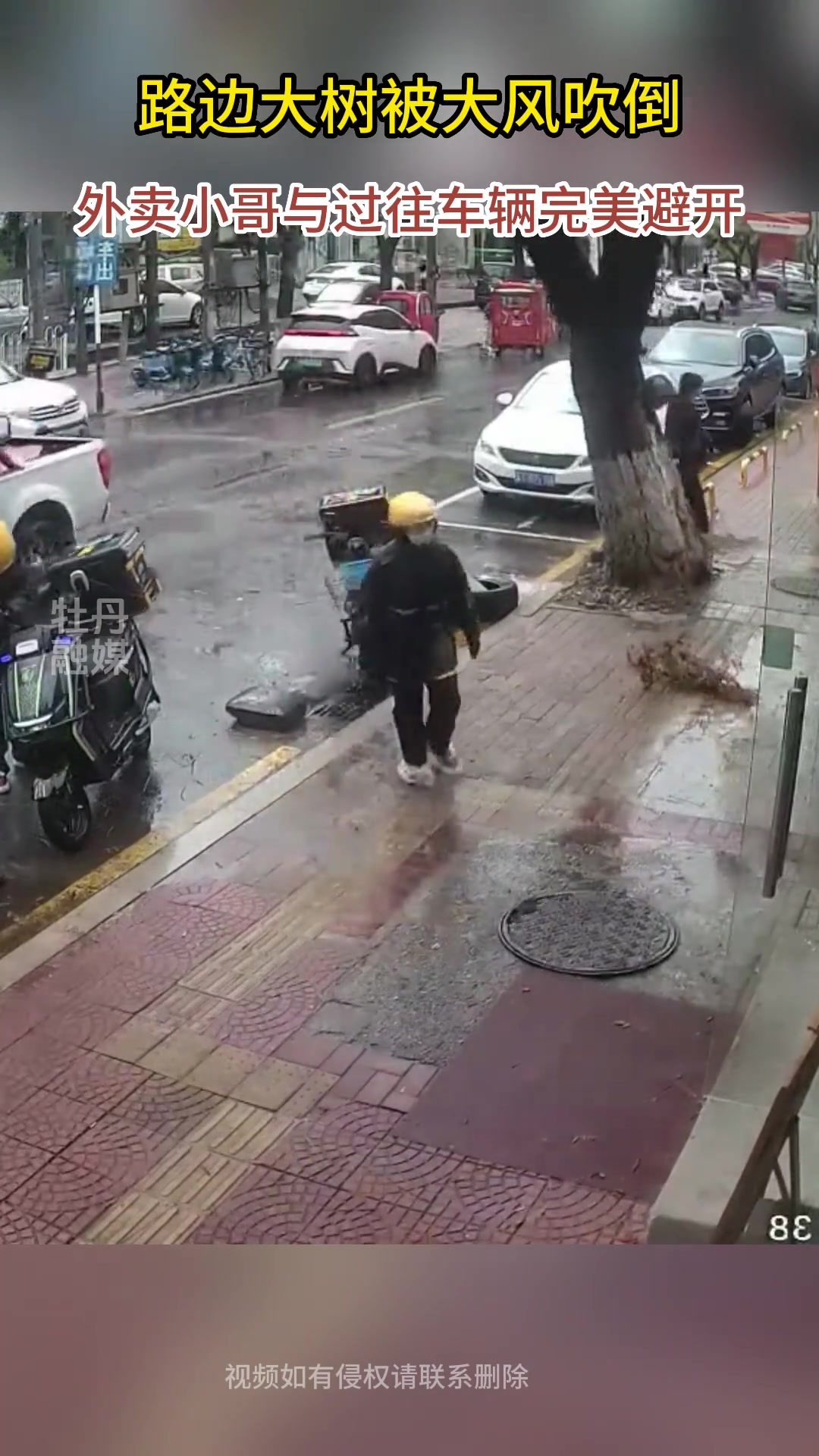 路边大树被大风吹倒 外卖小哥与过往车辆完美避开