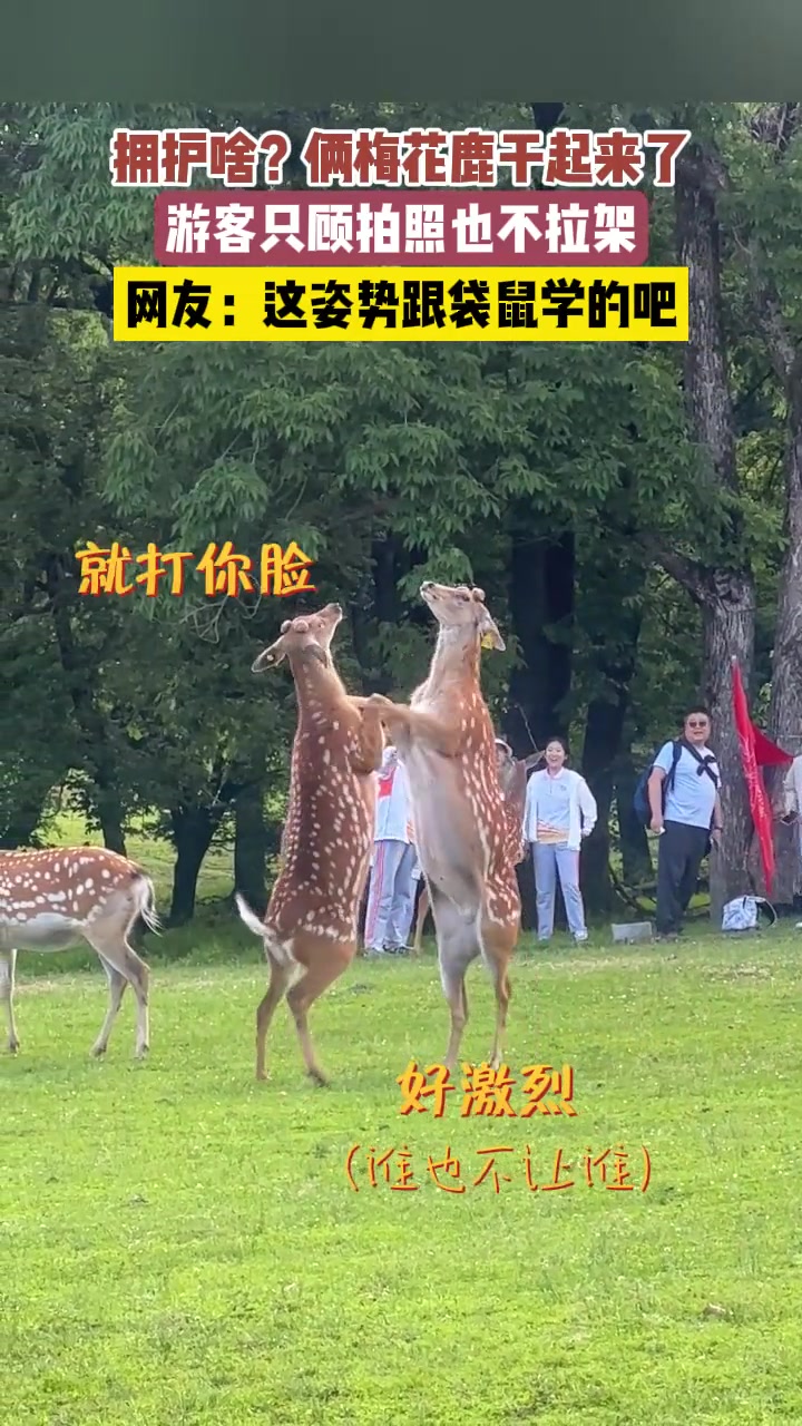 梅花鹿也会两脚站立？两梅花鹿打到站起来！