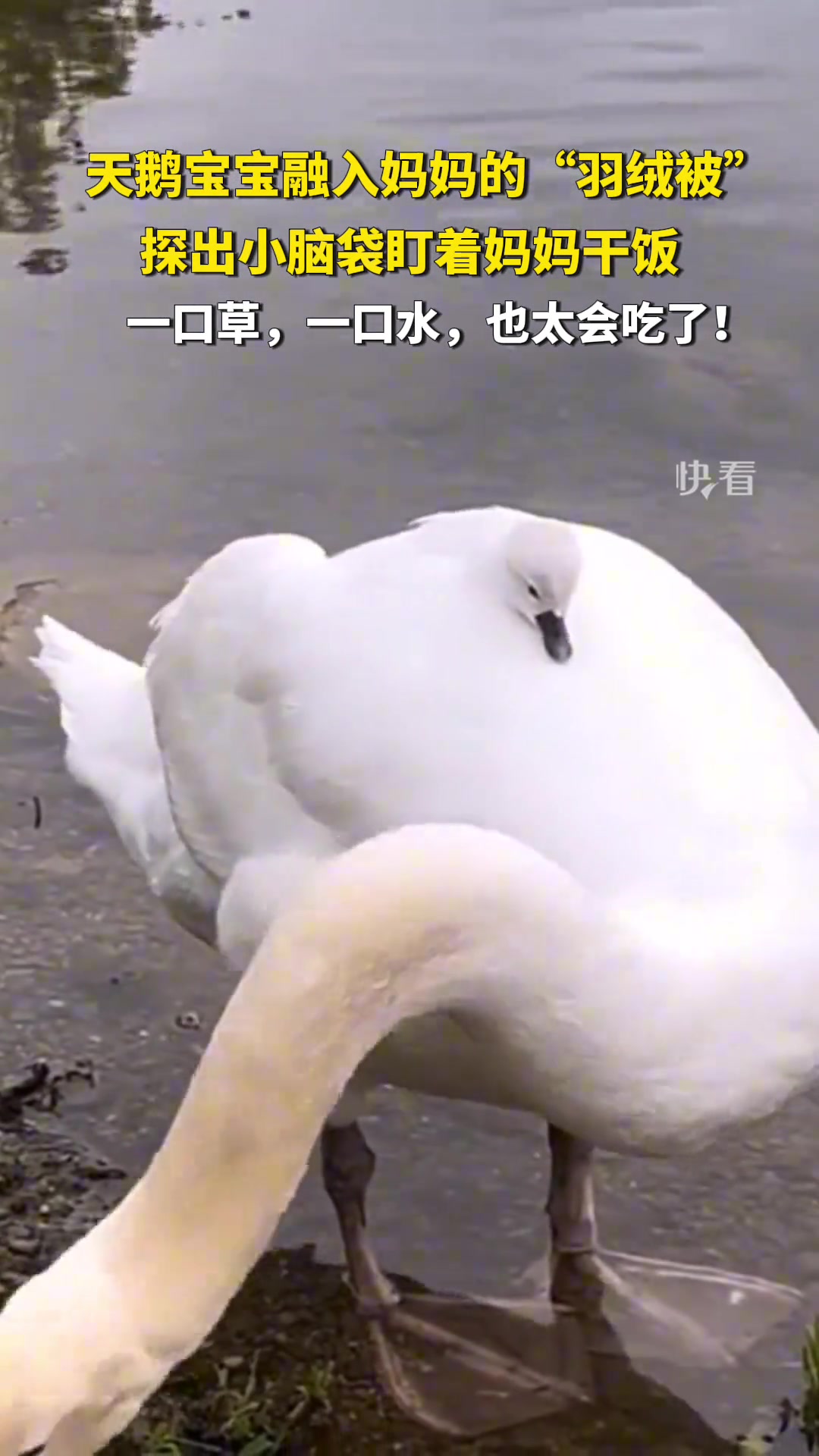 小天鹅融入妈妈的“羽绒被”，探出小脑袋盯着妈妈干饭