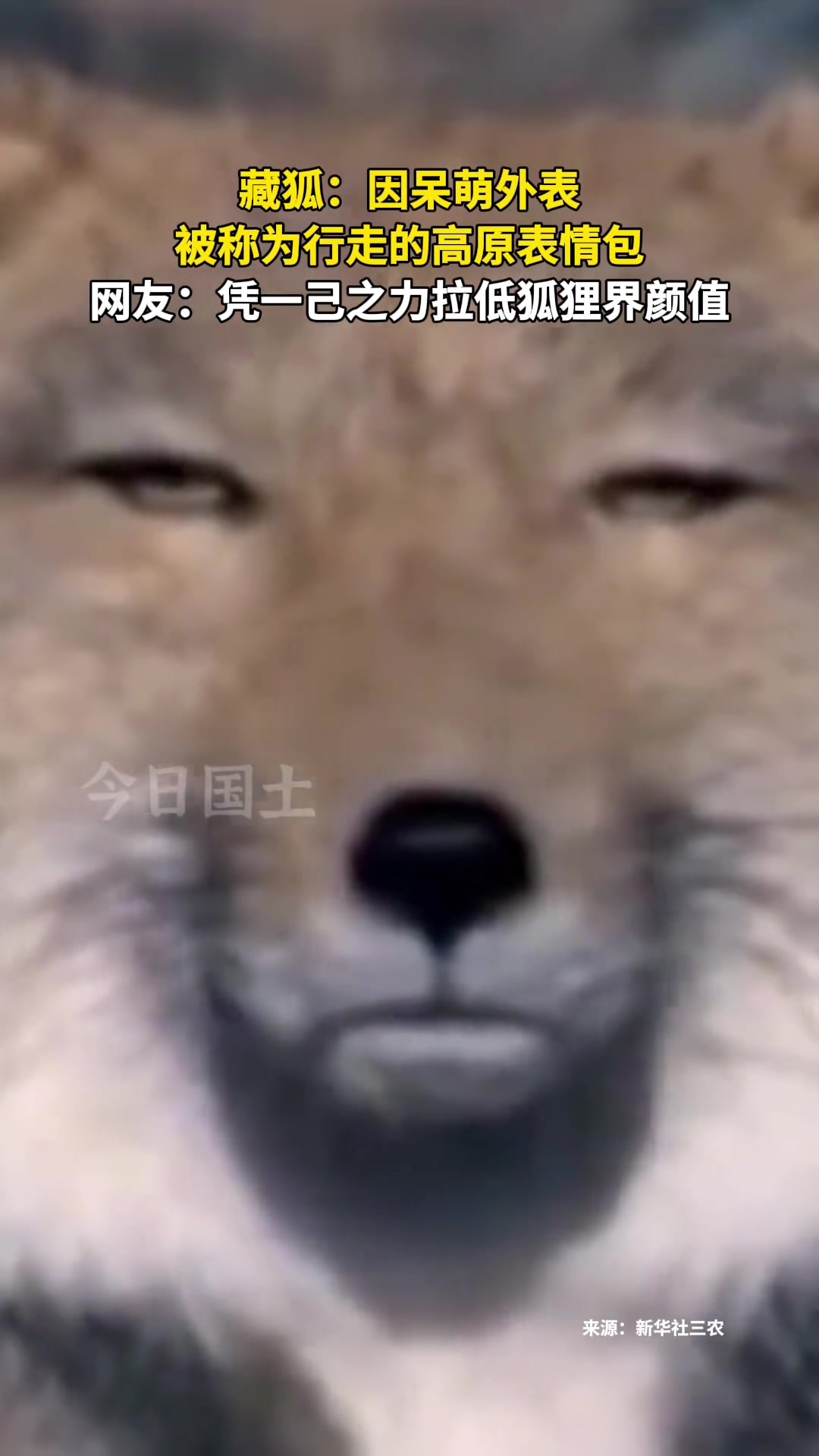 藏狐外表呆萌，拼一己之力拉低狐狸界颜值代表