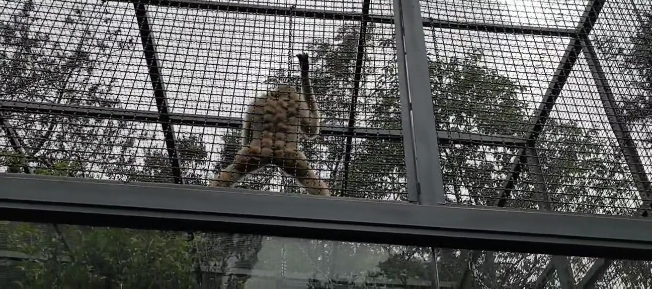 这是一只猴子界中的小黑子