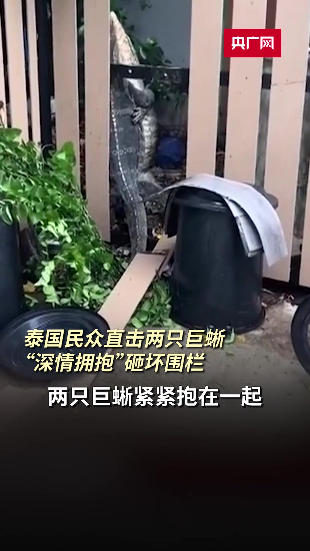 泰国民众直击两只巨蜥“深情拥抱”砸坏围栏