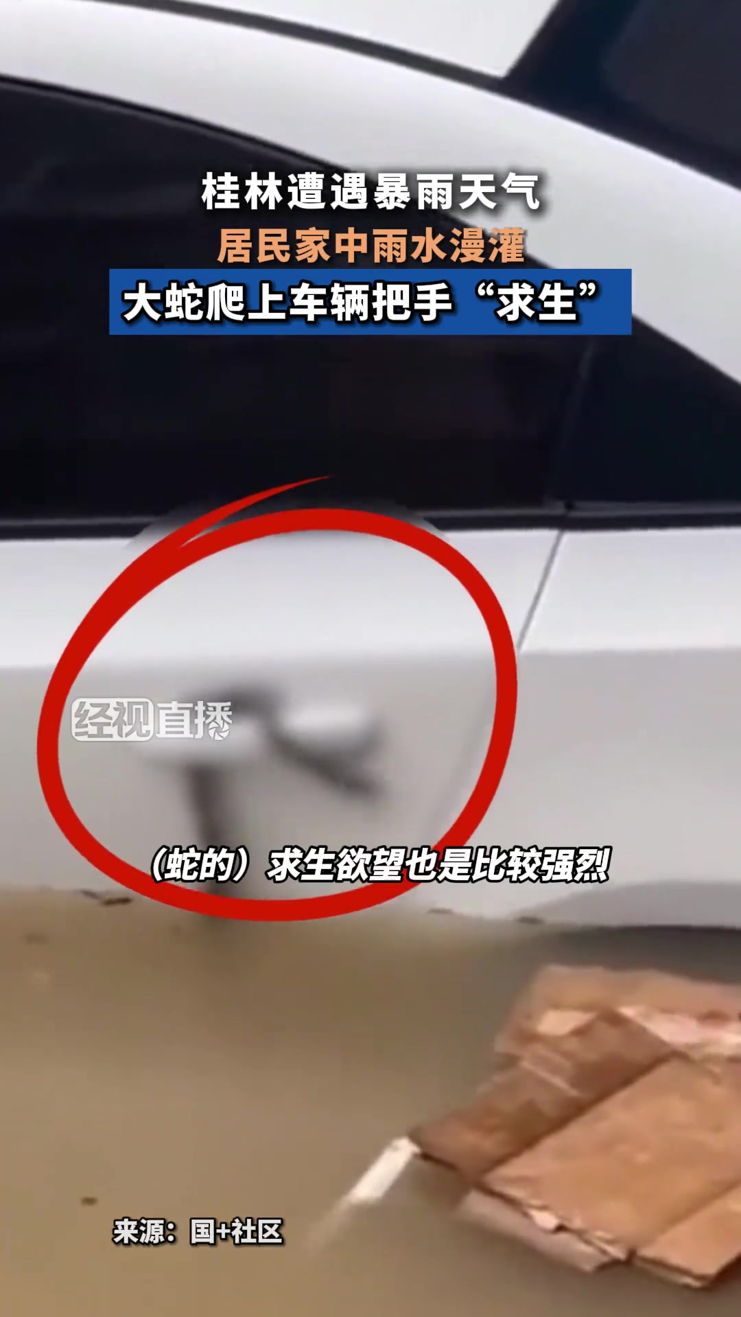 桂林遭遇暴雨天气，大蛇爬上车辆把手“求生”