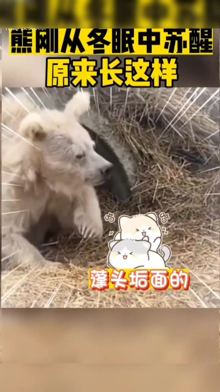 跟我媳妇没化妆一样~