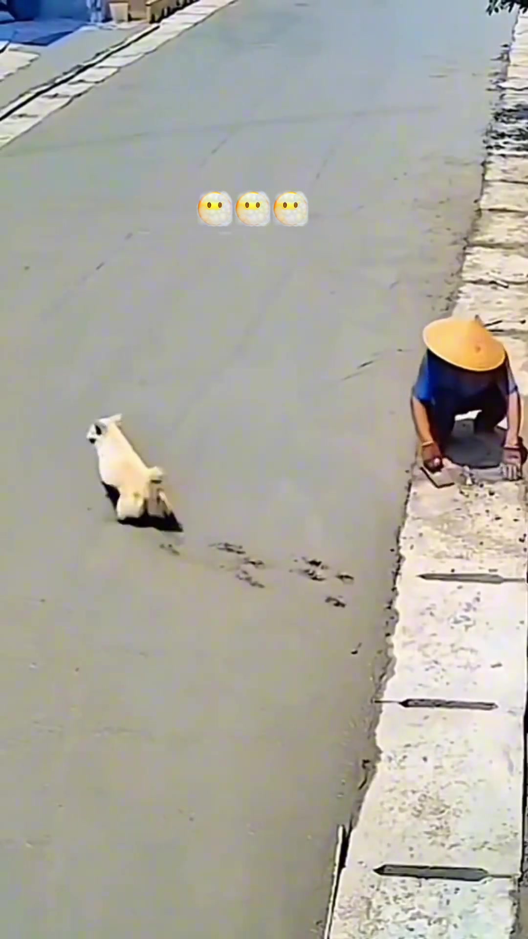 终于知道为啥总说狗东西了~