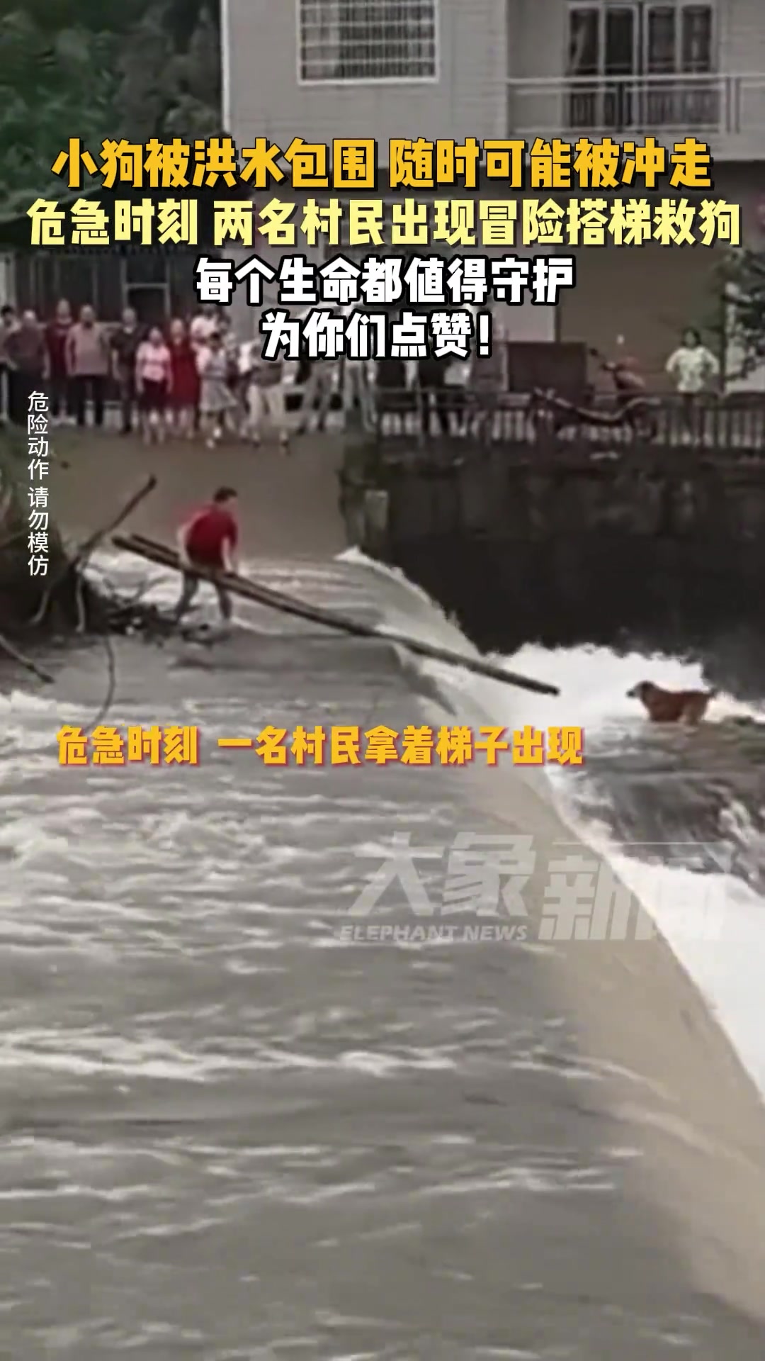 小狗被洪水包围 危急时刻两名村民出现冒险搭梯救狗