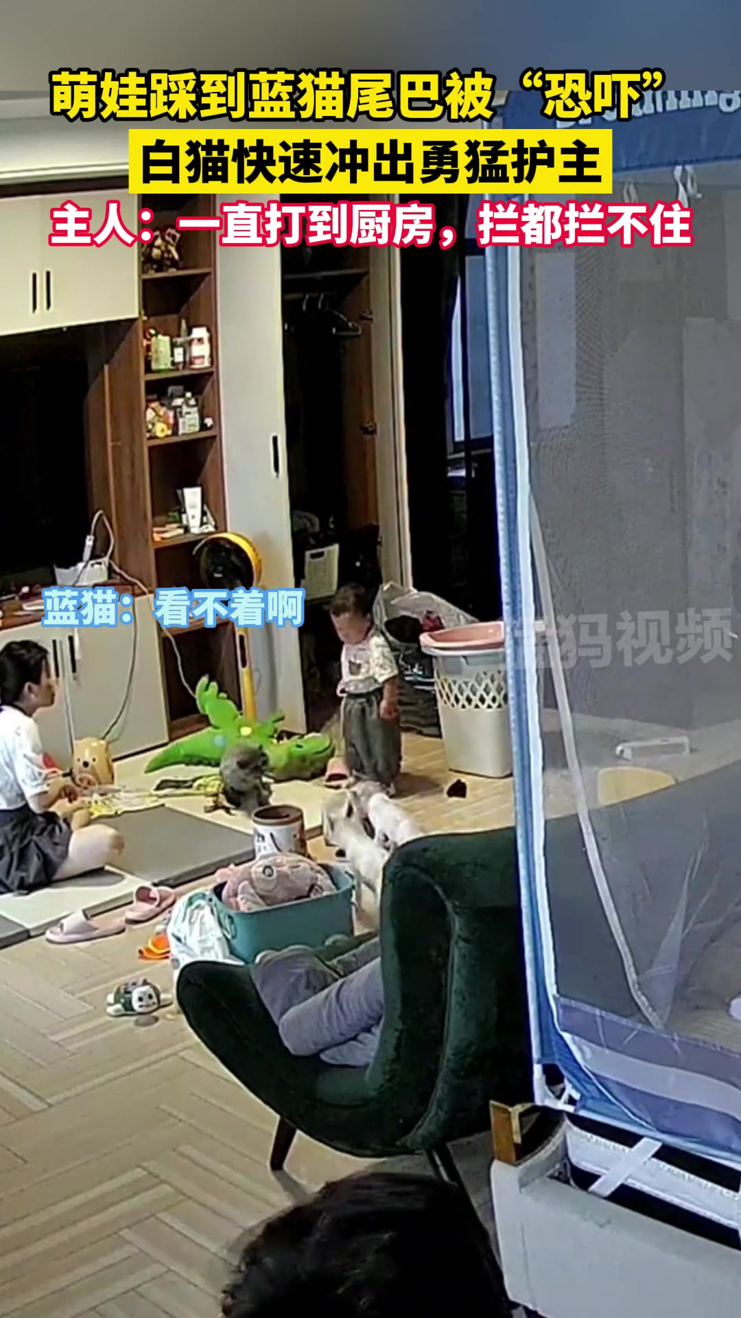 萌娃踩到蓝猫尾巴被“恐吓” 白猫快速冲出勇猛护主