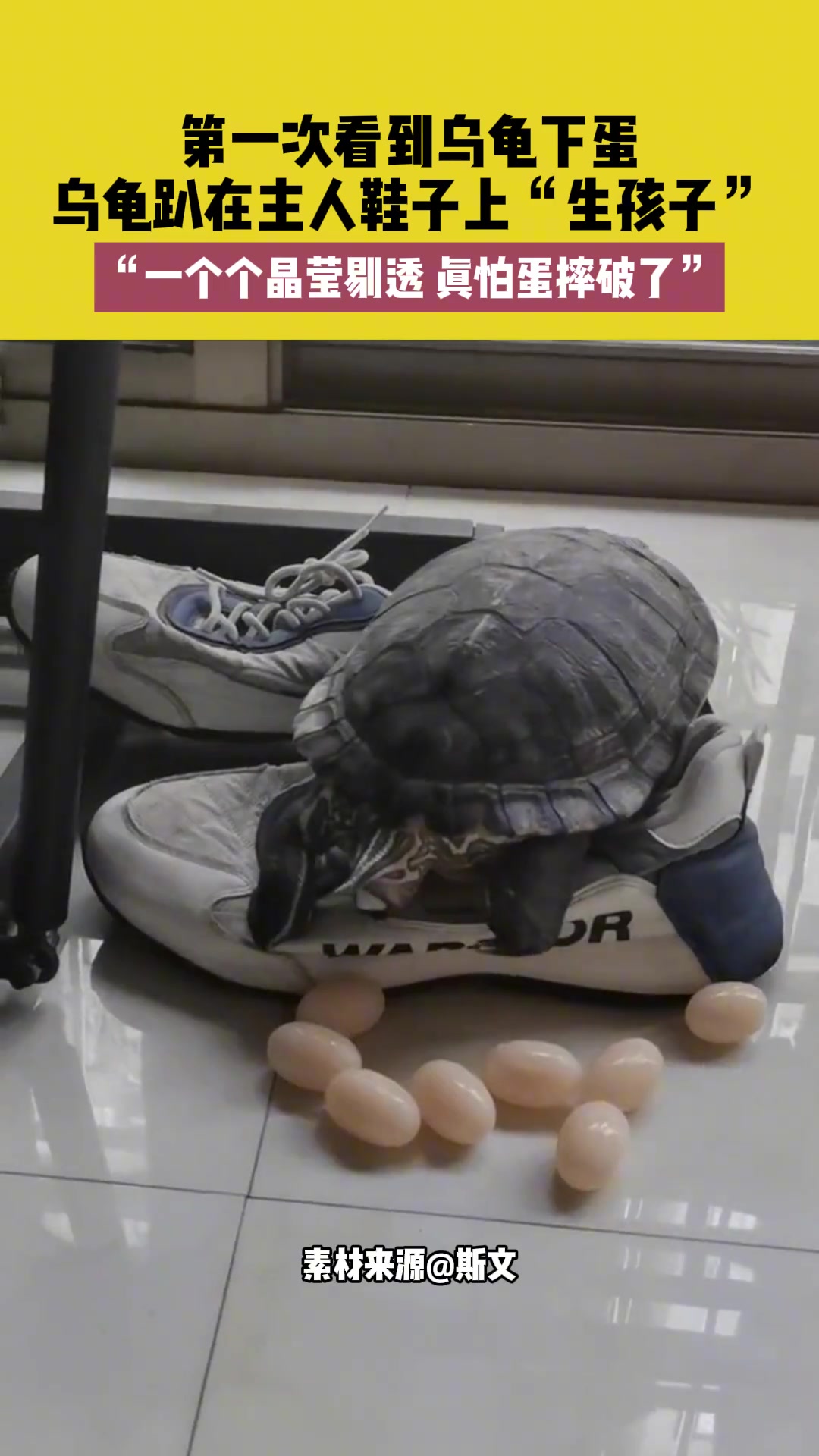第一次看到乌龟下蛋 乌龟趴在主人鞋子上“生孩子”
