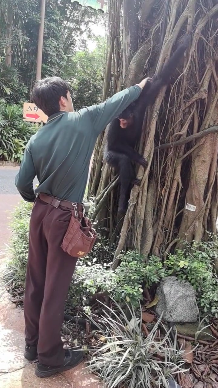 黑蜘蛛猴下班丽丽把尾巴给奶爸的时候也太可爱了吧