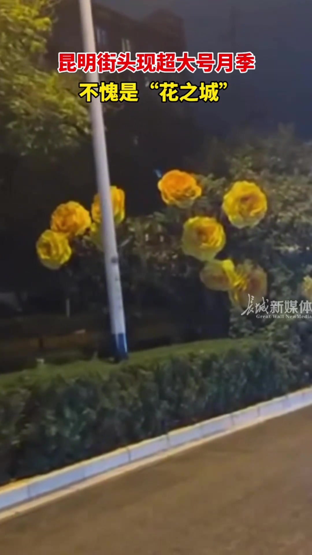 这么大？！？被我妈发现了要想着法子要给他挖回去咯