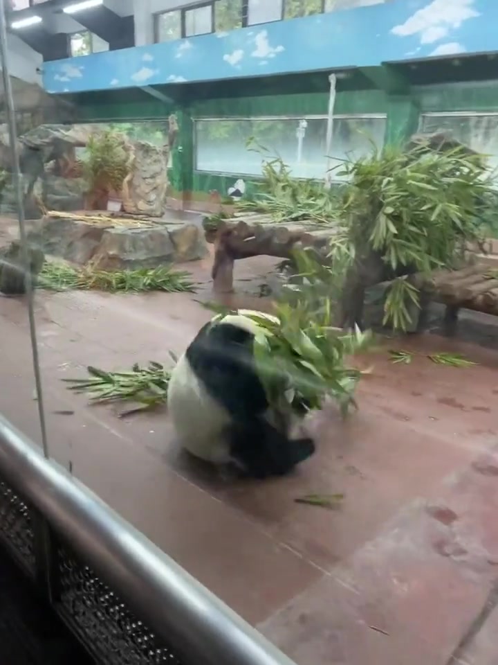 这个动物园的熊猫是不是有提成？卖力的表演