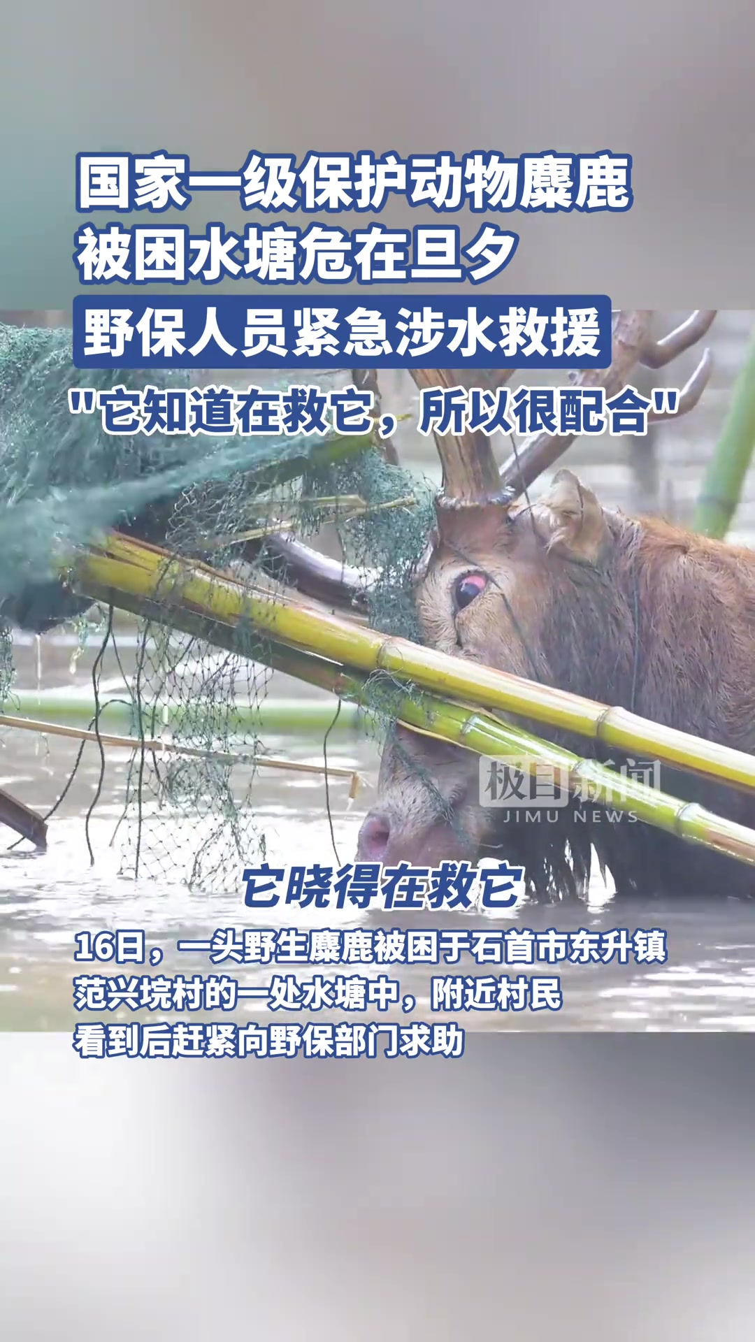 都红眼了！一级保护动物麋鹿被困水塘危在旦夕！！