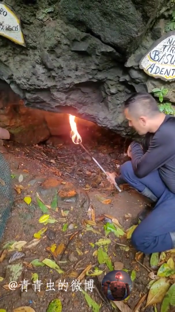 大自然会生成这种绞杀万物的死亡陷阱！这是什么原理呢
