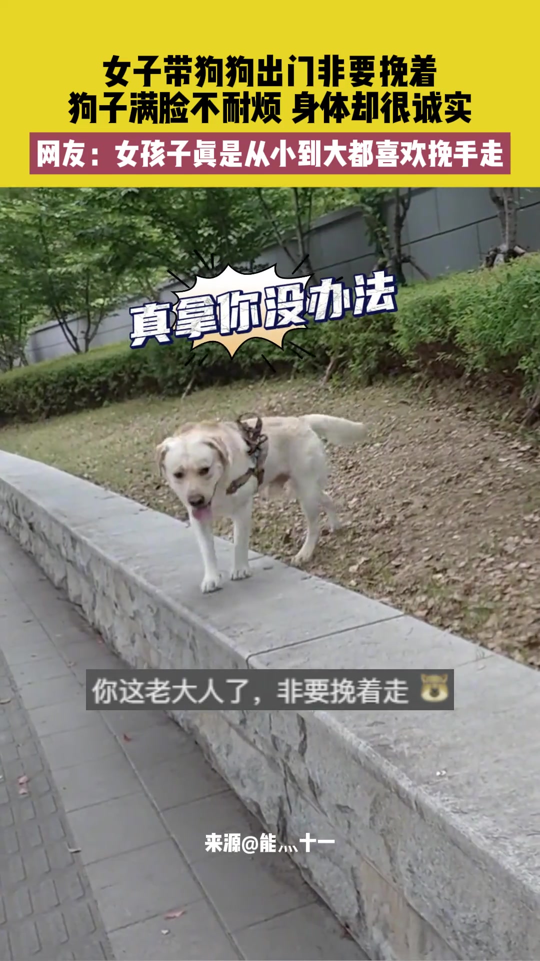 女子带狗狗出门非要挽着 狗子满脸不耐烦 身体却很诚实