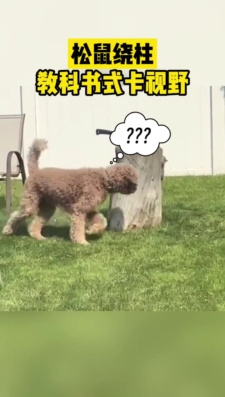 松鼠上演秦王绕柱！教科书式卡视野