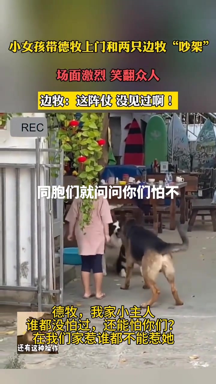 小女孩带德牧上门和两只边牧“吵架”