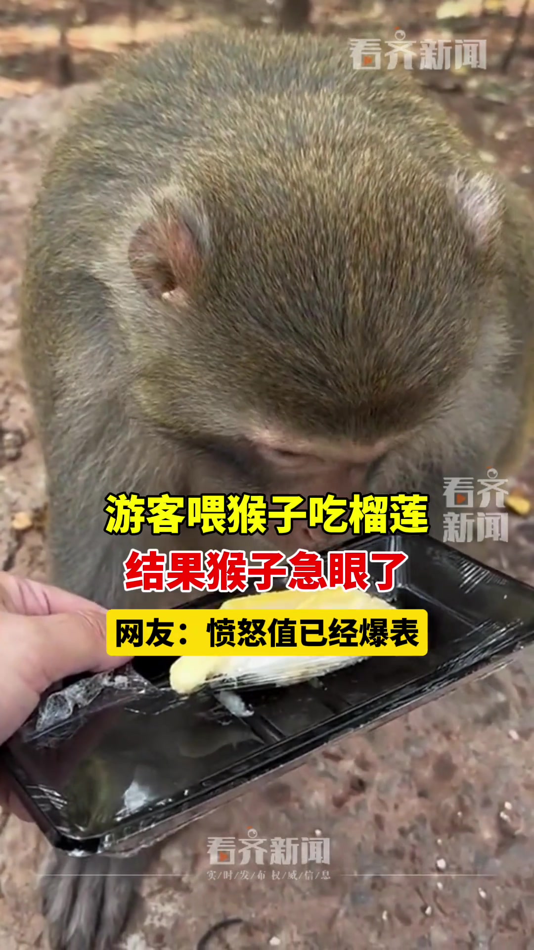 游客喂猴子吃榴莲 看看猴子的怒值已经爆表了
