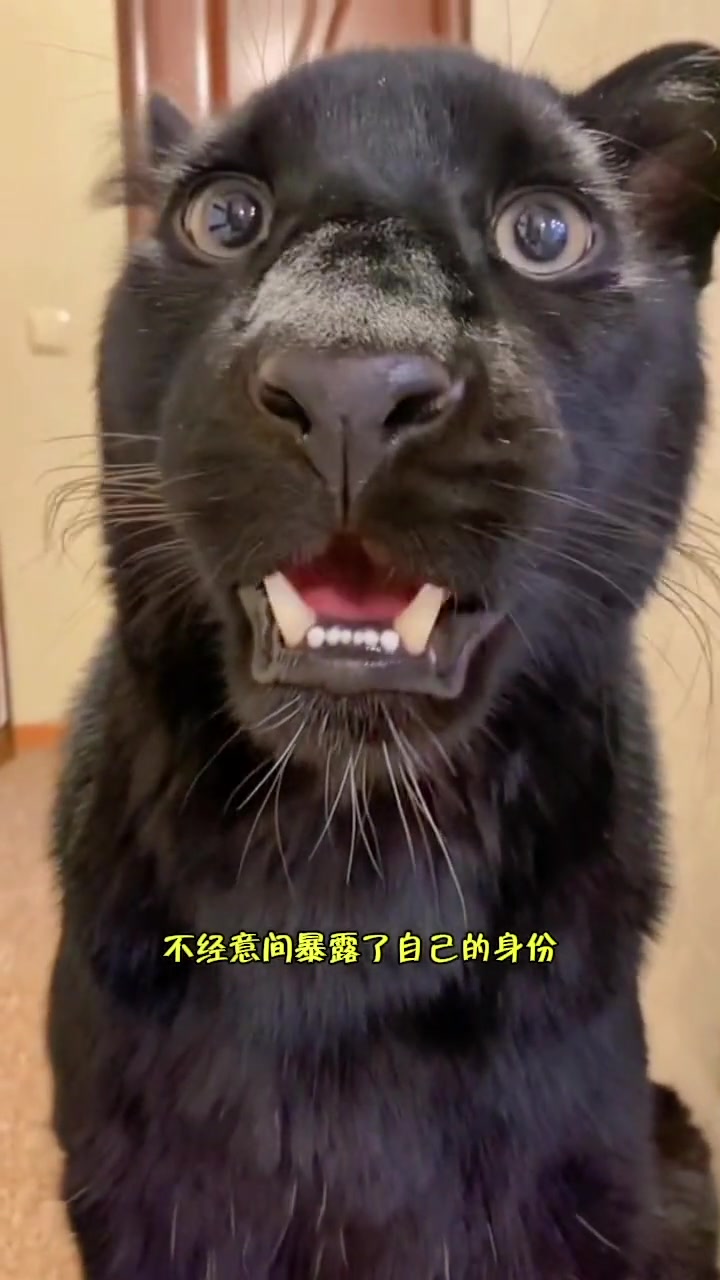 瓦坎达forever！本以为捡了一只落魄的小奶狗结果.....