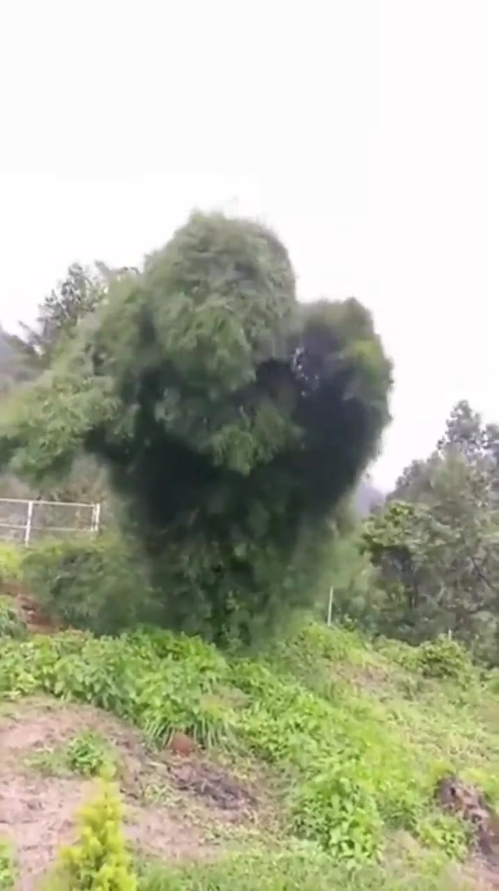 我好像看到了发狂的猩猩！吧友们看到什么了呢？