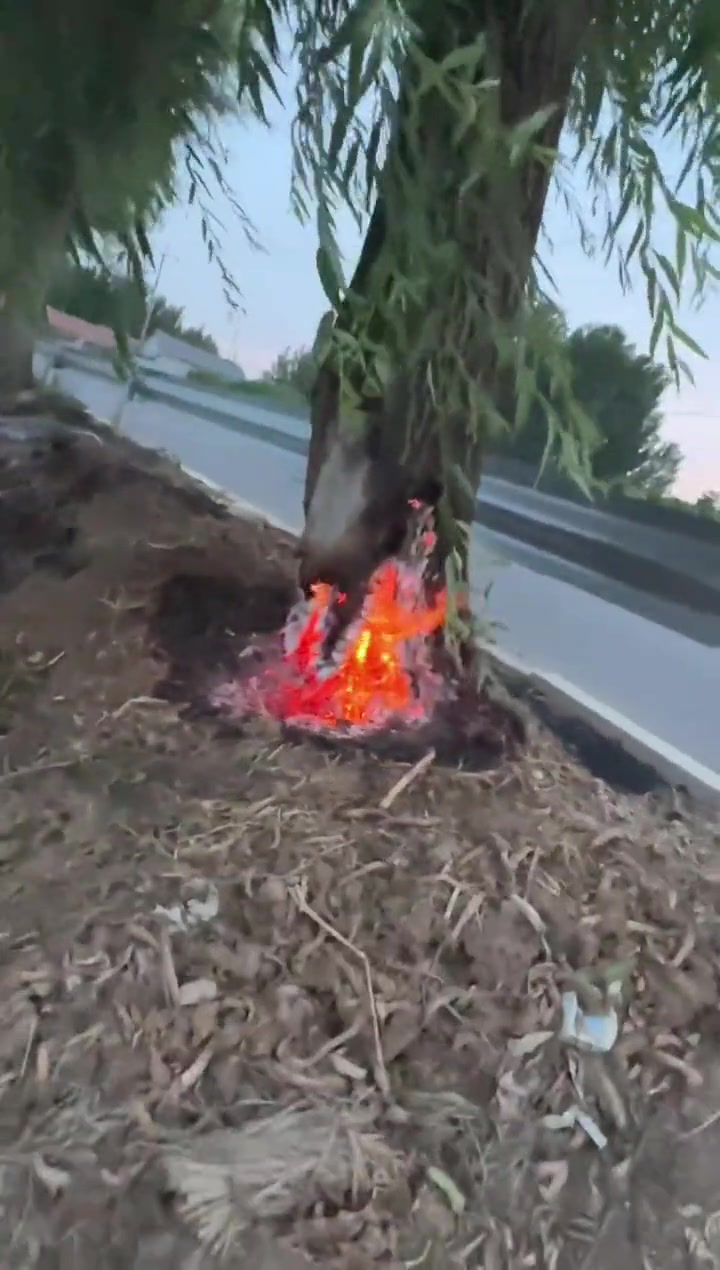 这是被雷劈了？烧成这样都不倒，敬畏生命！