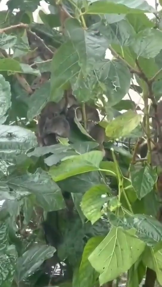这一颗树能产多少生物猫粮呢？