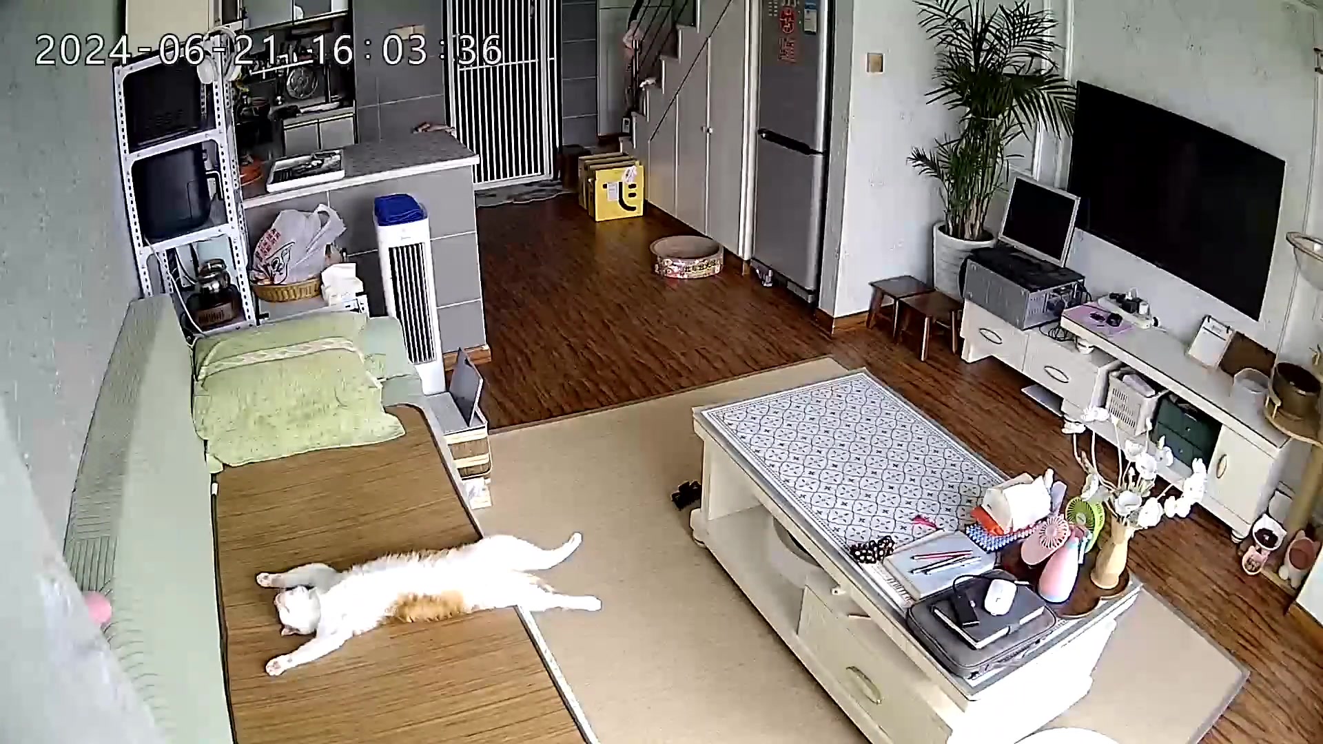 猫咪谜之睡姿！急需找个班上
