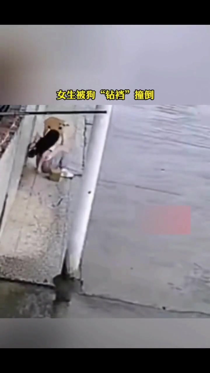 女子被狗钻“裤裆” 结果摔了一个屁股蹲…