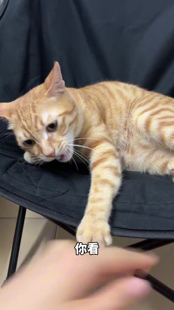我的猫有选择困难症
