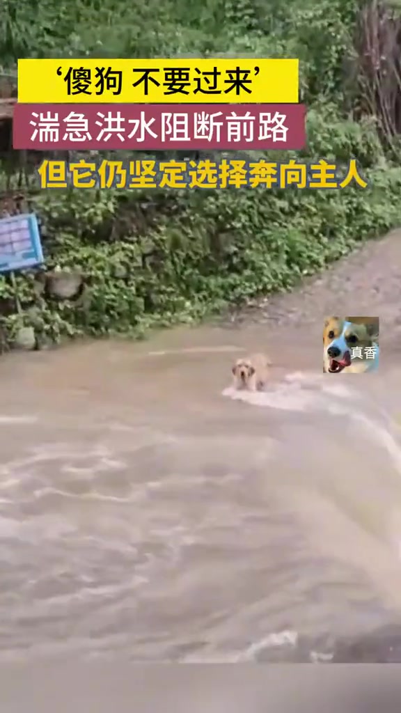 狗：你不哇哇叫，我指定不过去