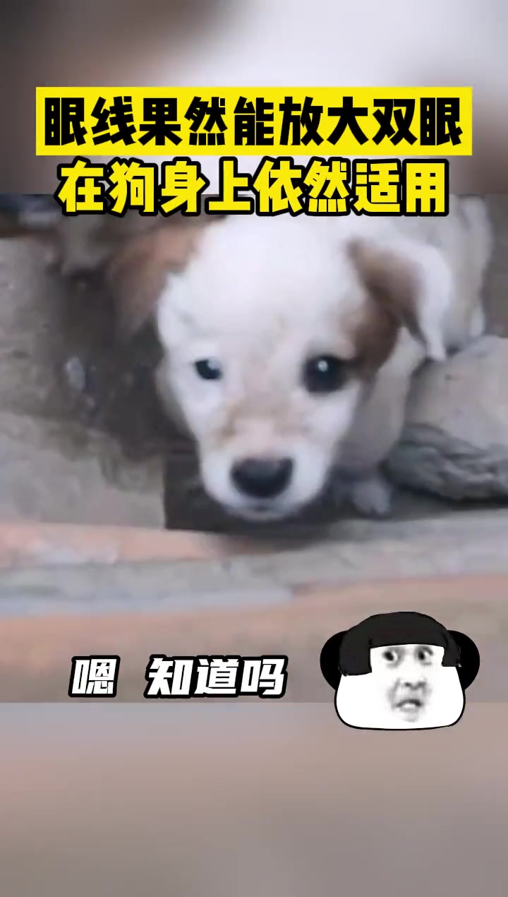 眼线果然能放大双眼，在狗身上依然适用！