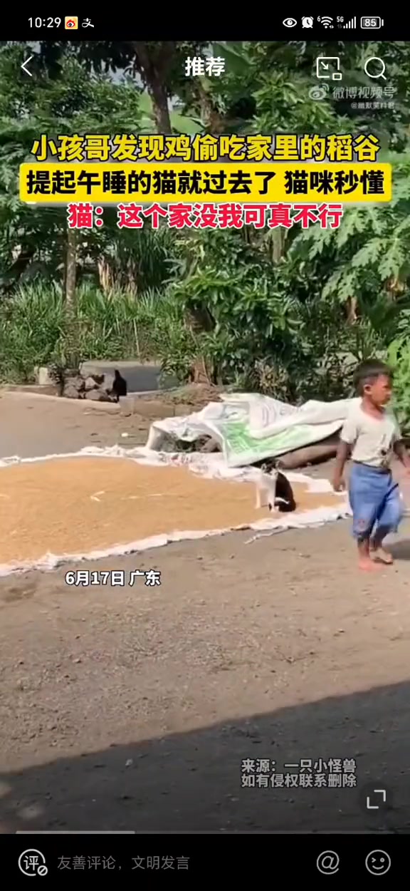鸡和猫咪直呼：不带这么玩的