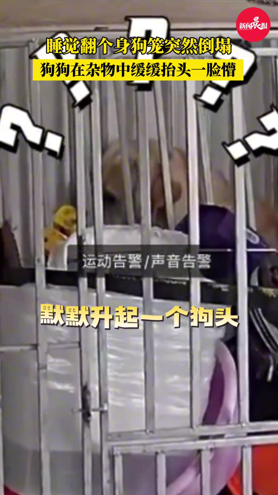 狗笼轰然倒塌拉布拉多缓缓抬头一脸懵