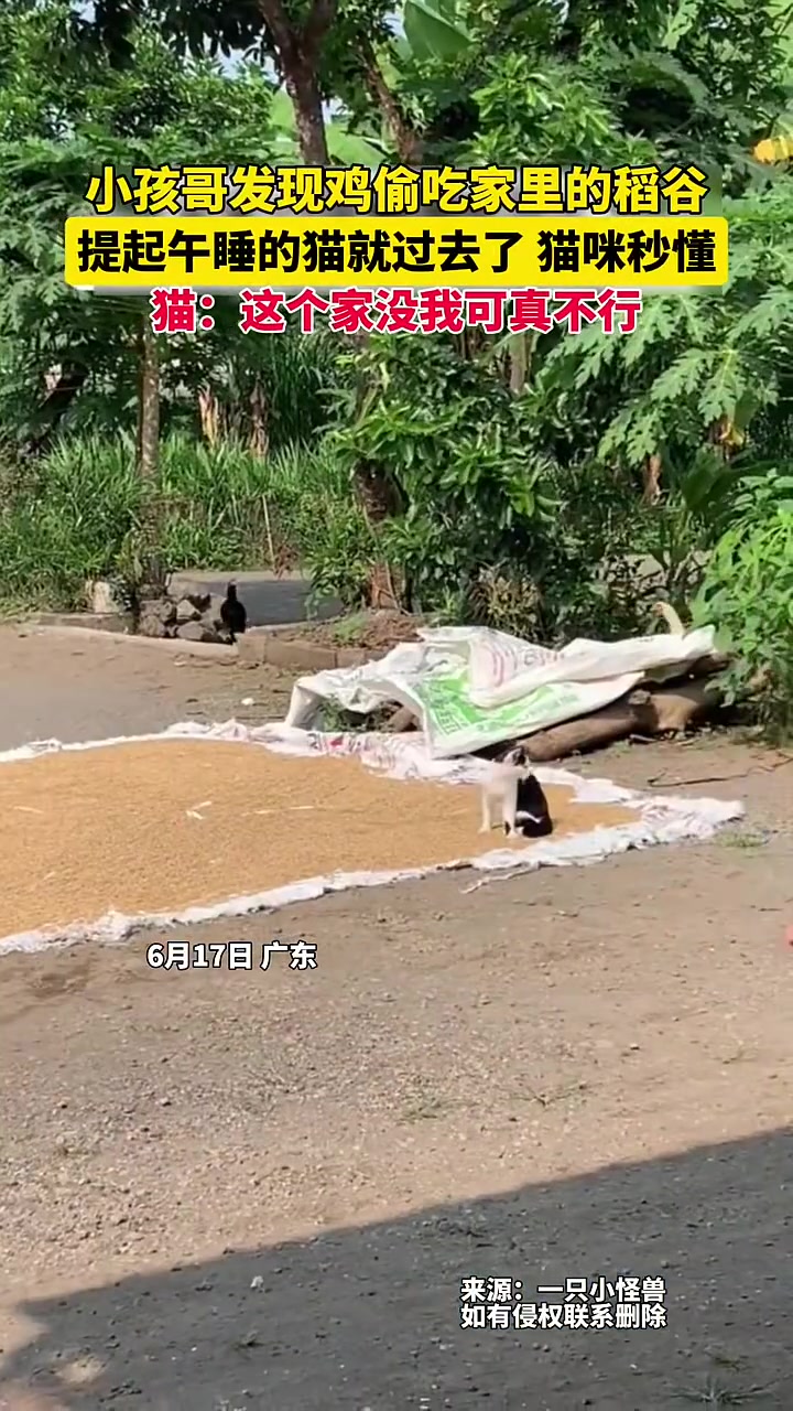 猫：没了我，这家得废了