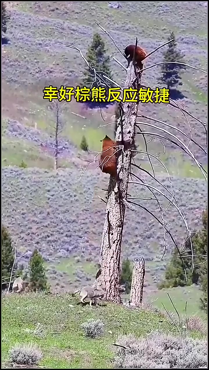 不懂就问：熊打不过狼吗？！