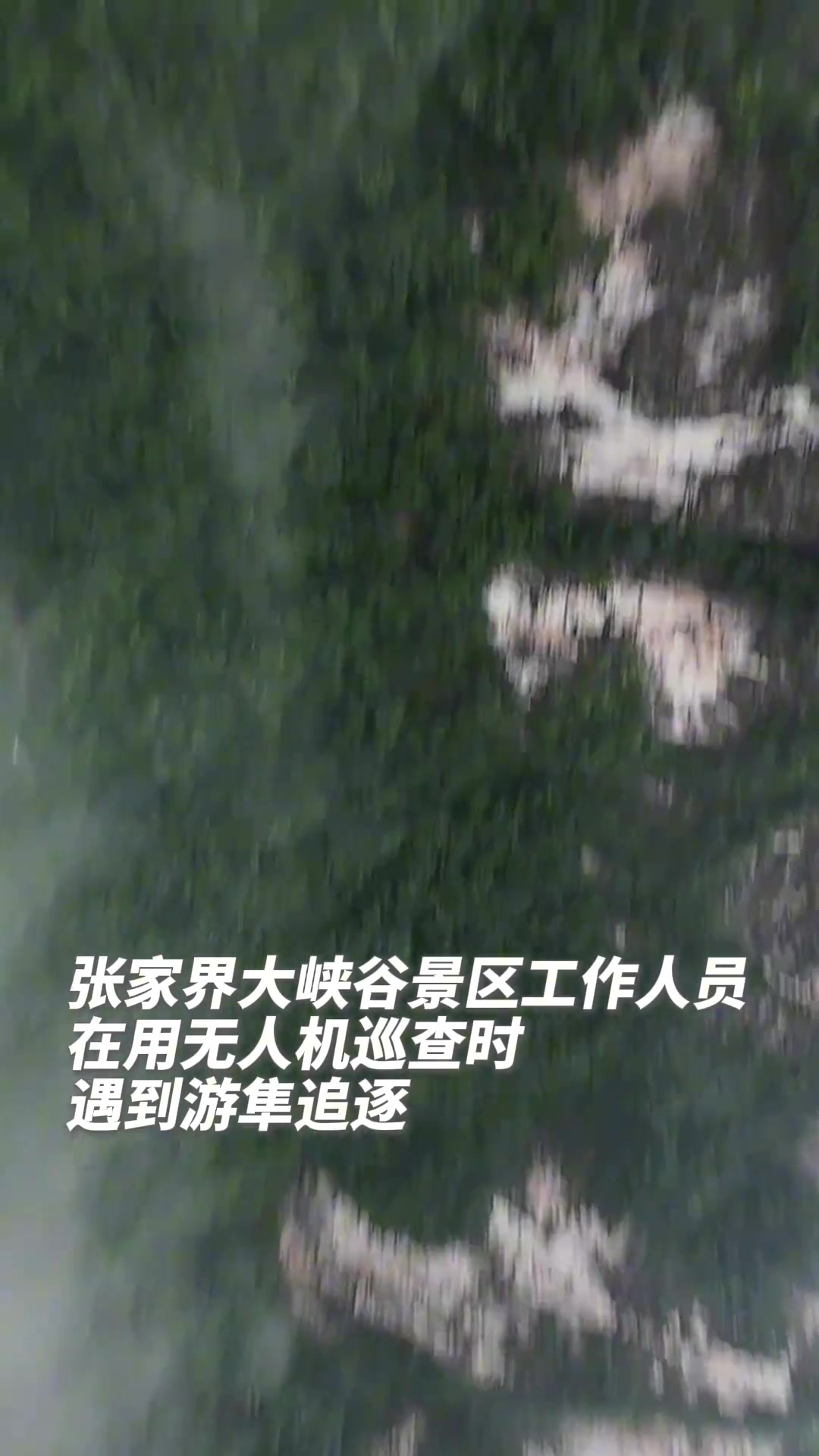 无人机视角感受游隼“突然袭击”