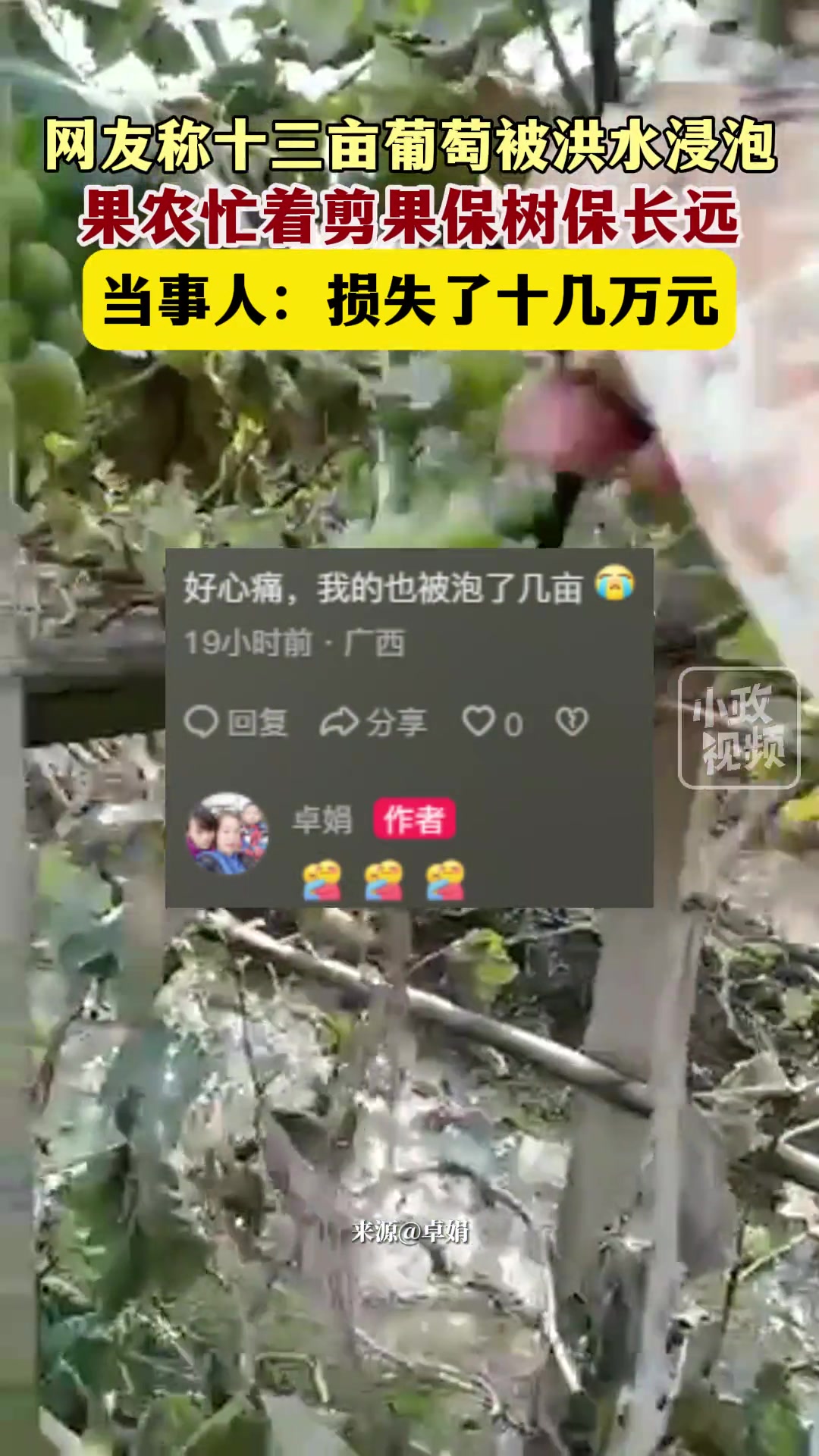 十三亩葡萄被洪水浸泡，果农忙着剪果保树保长远。