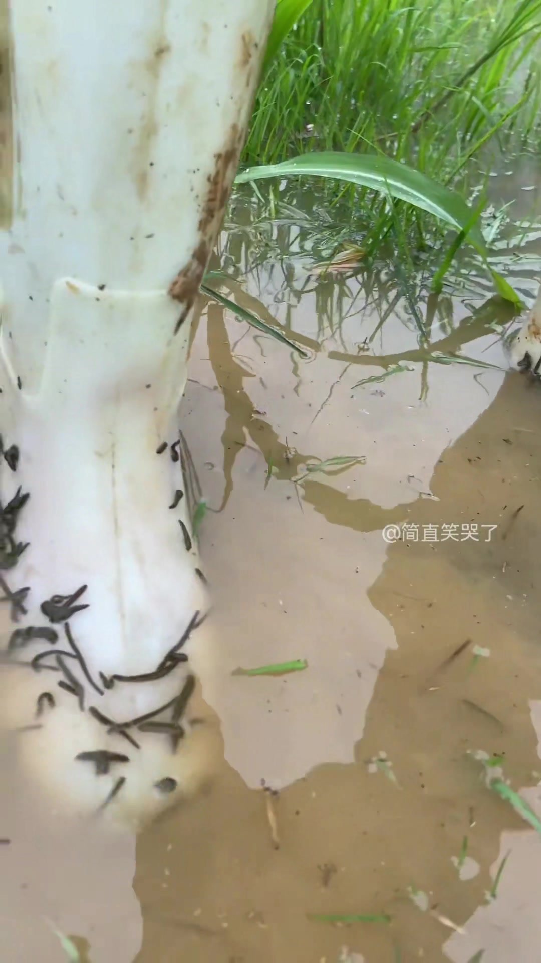 全是蚂蝗！没穿雨鞋怕是一秒被吸成干尸！