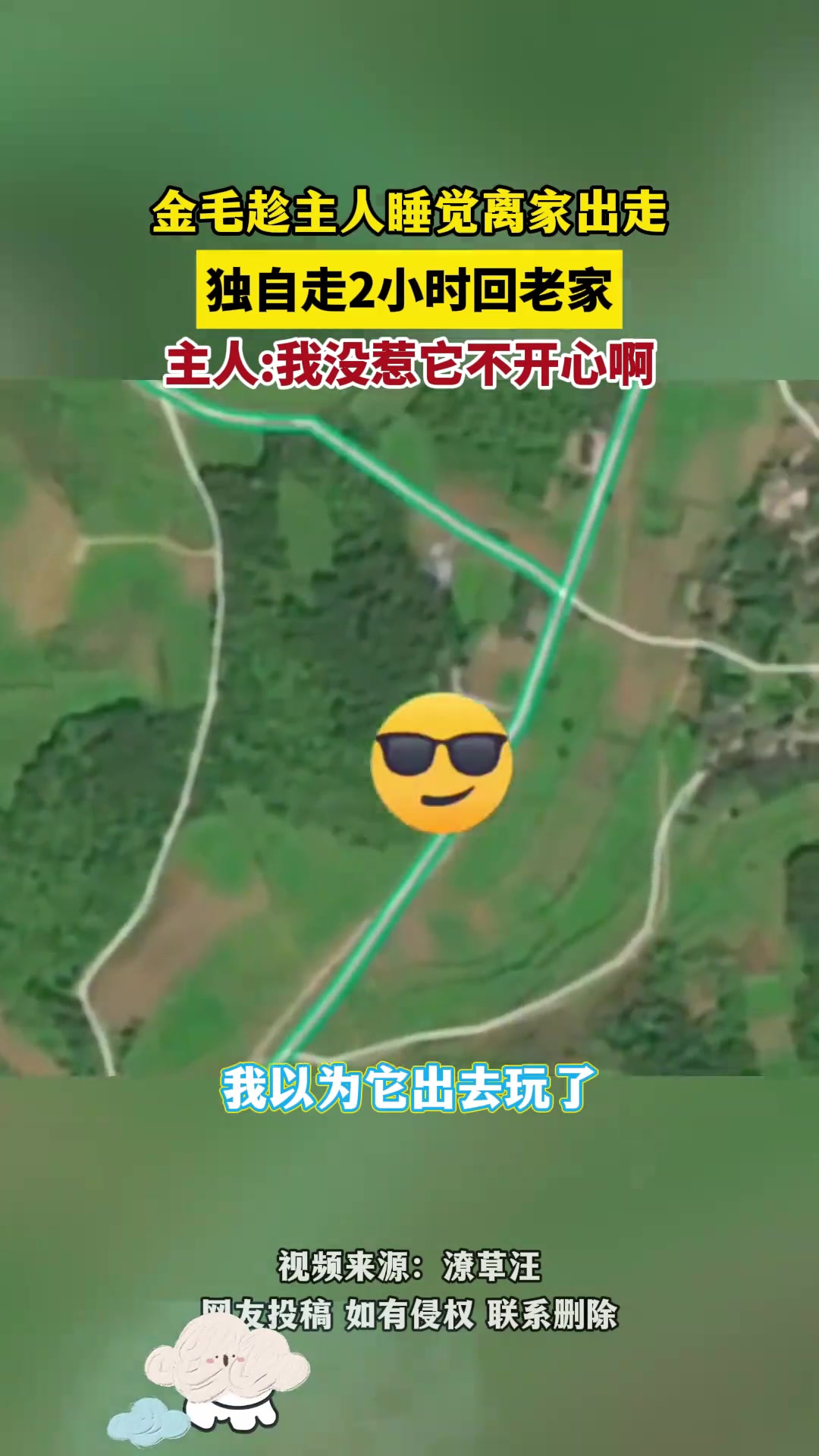 金毛趁主人睡觉离家出走，独自走2小时回老家