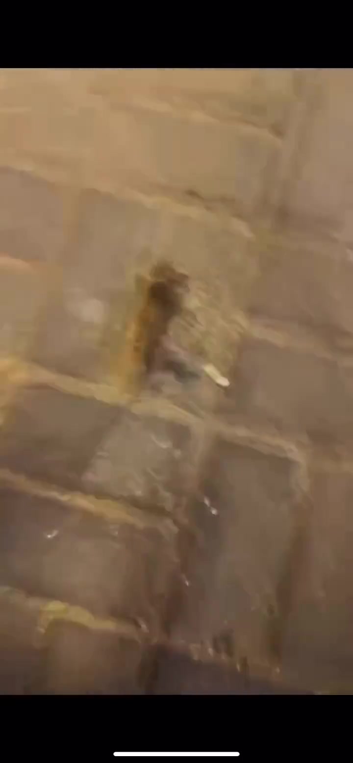 第一次听到老鼠这种叫声