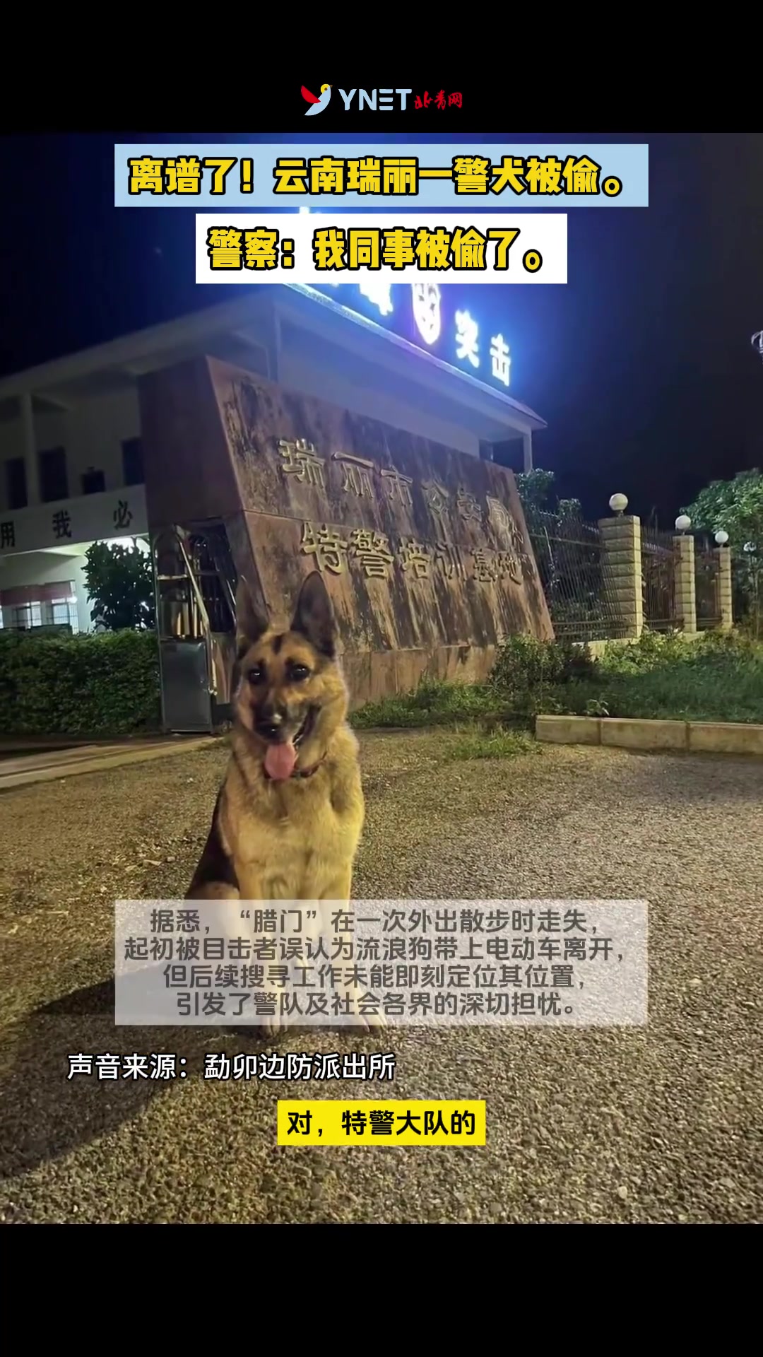 离谱了！云南瑞丽一警犬被偷。 警察：我同事被偷了..