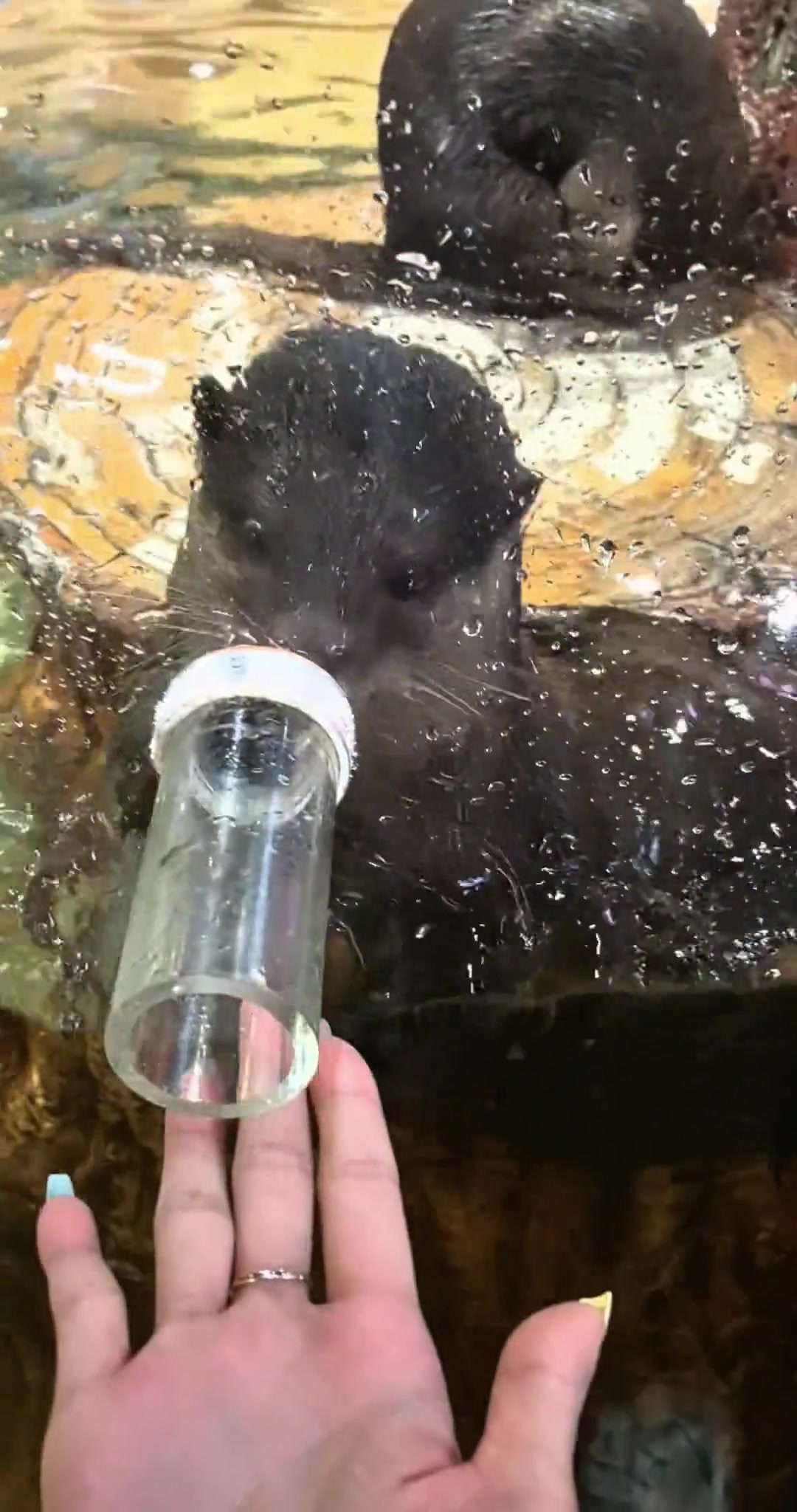 水獭：你给不给？