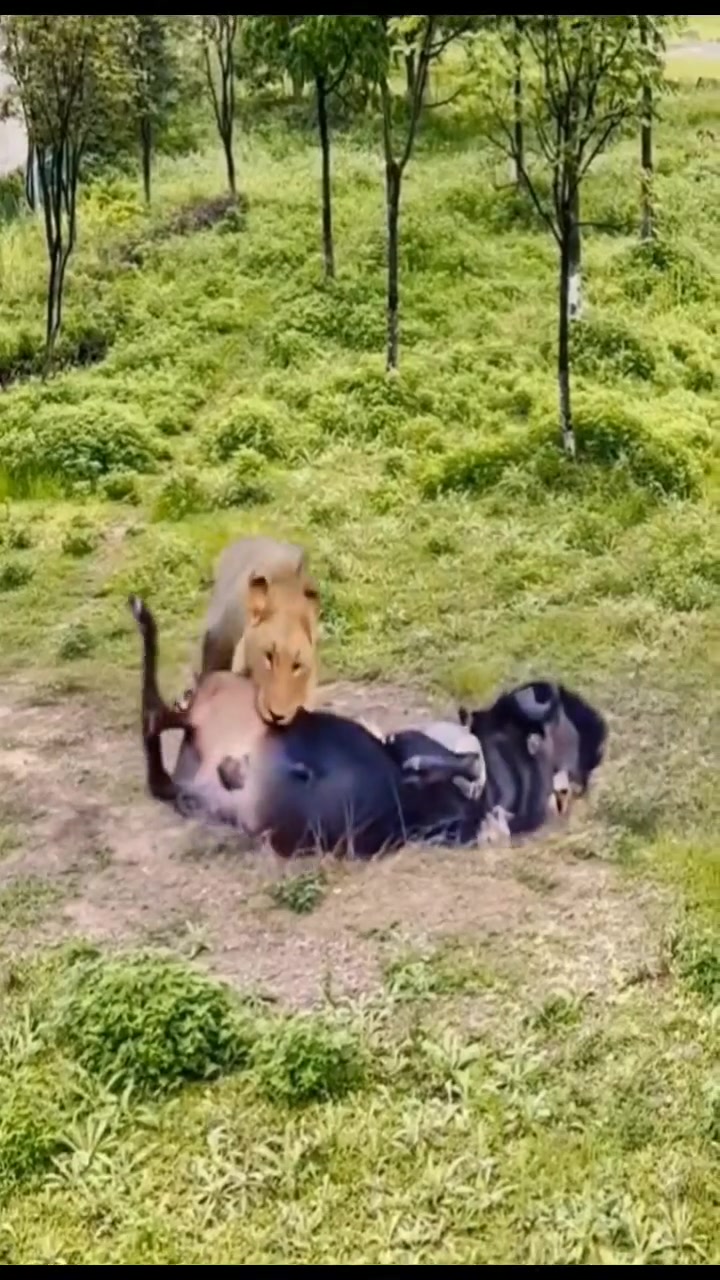 狮子在捕猎的时候也懂得先攻击弱点吗？