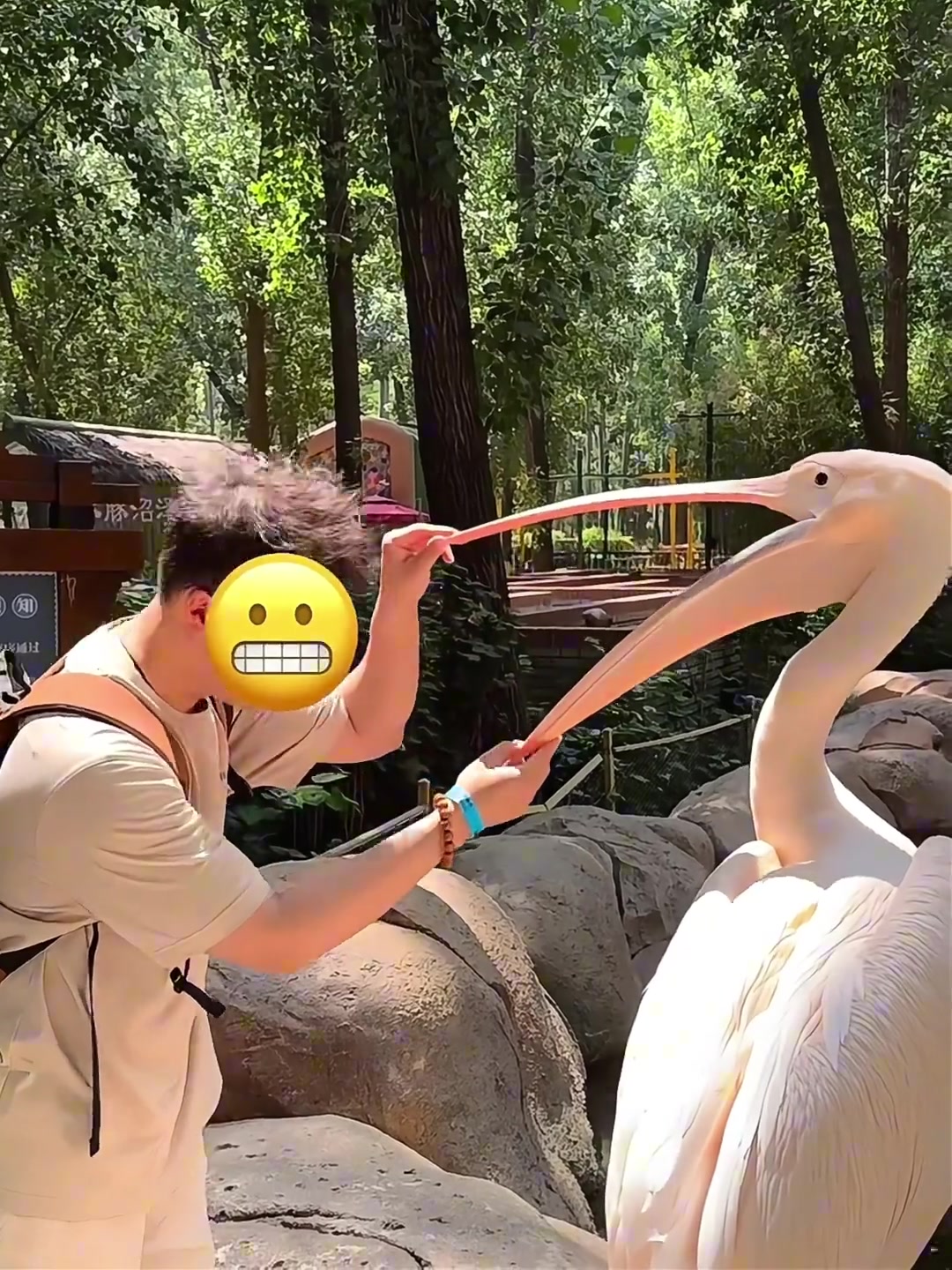 鹈鹕：不是大哥你……多冒昧啊！！