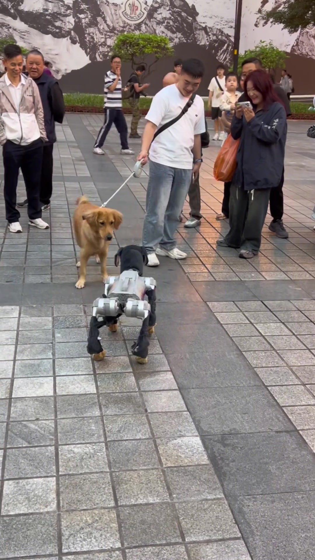 机器狗：嗨 小金毛，我要跳了哦