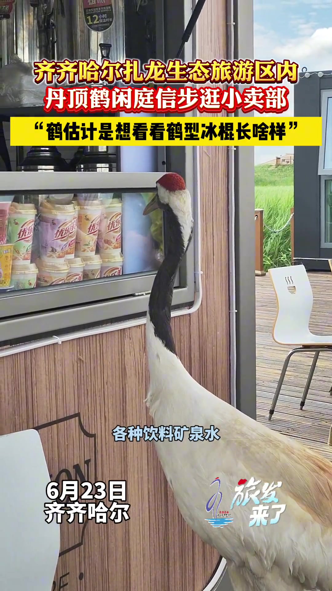 丹顶鹤闲庭信步逛小卖部！估计想看看鹤形冰棍长啥样？