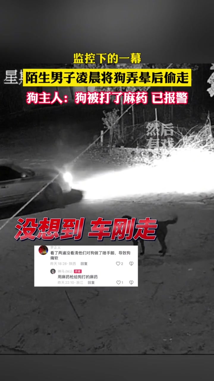 好恶毒！凌晨男子将狗弄晕后偷走，估计凶多吉少了